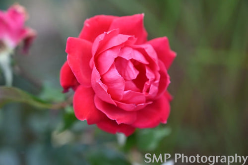 Flower Photo