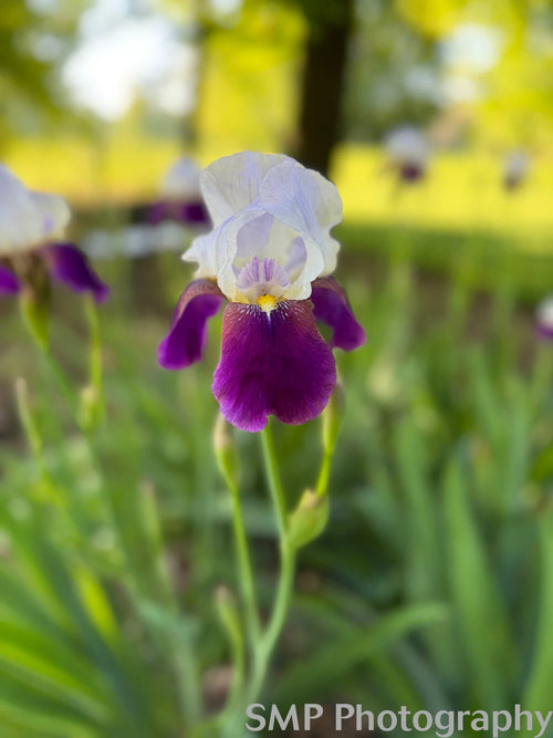 Flower Photo